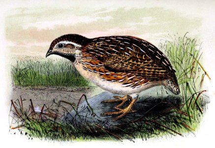 Coturnix coturnix 1873. Free illustration for personal and commercial use.