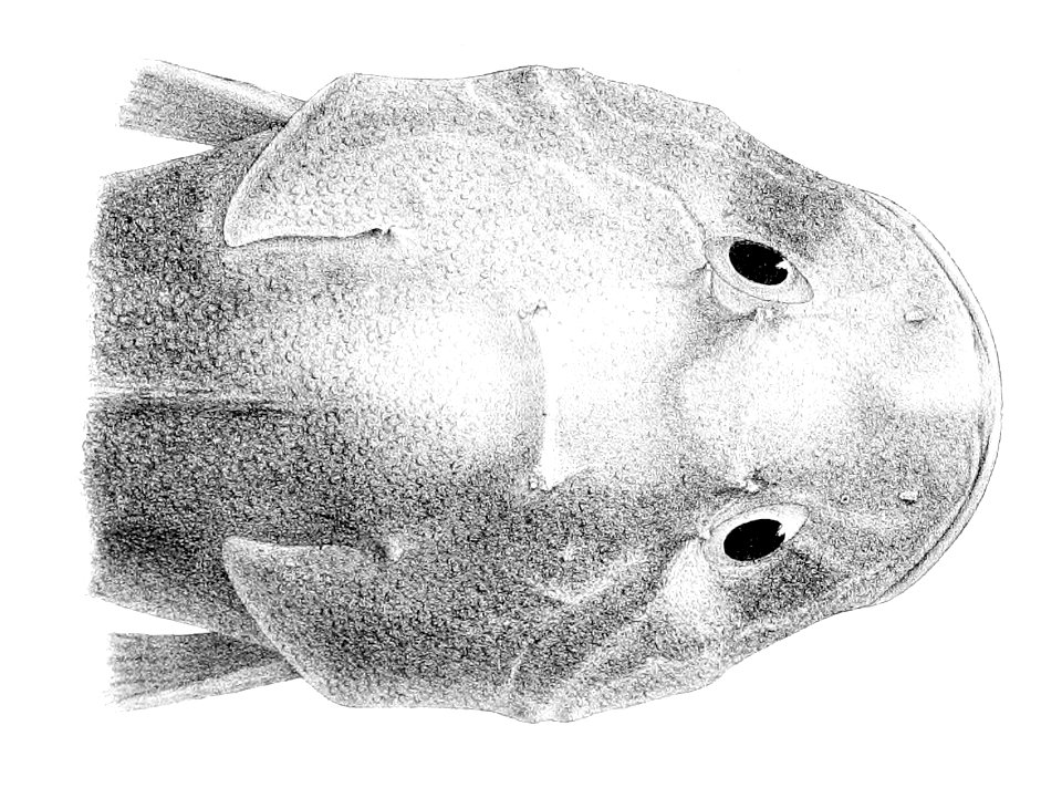 Cottunculus microps2