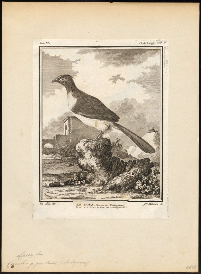 Coua gigas - 1700-1880 - Print - Iconographia Zoologica - Special Collections University of Amsterdam - UBA01 IZ18800115