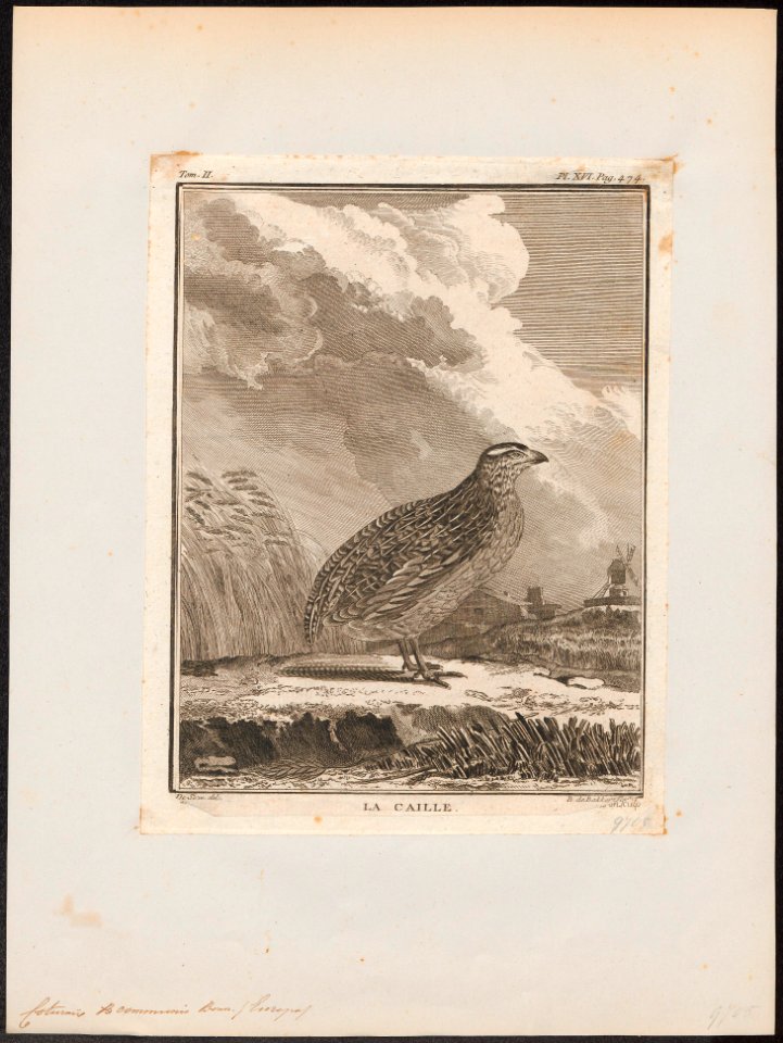 Coturnix communis - 1700-1880 - Print - Iconographia Zoologica - Special Collections University of Amsterdam - UBA01 IZ17100119