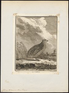 Coturnix communis - 1700-1880 - Print - Iconographia Zoologica - Special Collections University of Amsterdam - UBA01 IZ17100119