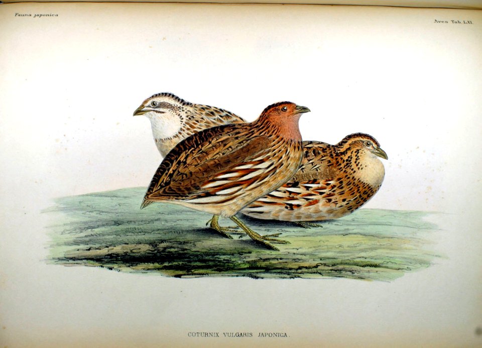Coturnix vulgaris japonica Fauna Japonica