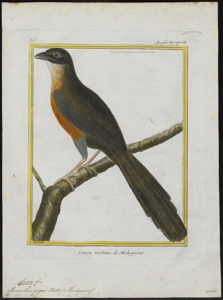 Coua gigas - 1700-1880 - Print - Iconographia Zoologica - Special Collections University of Amsterdam - UBA01 IZ18800119