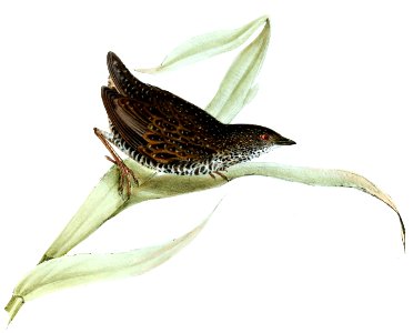 Coturnicops notata notata