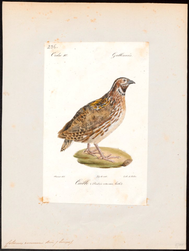 Coturnix communis - 1842-1848 - Print - Iconographia Zoologica - Special Collections University of Amsterdam - UBA01 IZ17100117