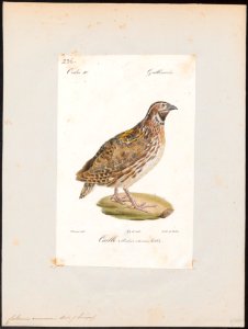 Coturnix communis - 1842-1848 - Print - Iconographia Zoologica - Special Collections University of Amsterdam - UBA01 IZ17100117