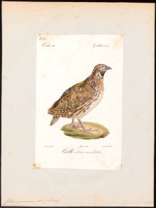 Coturnix communis - 1842-1848 - Print - Iconographia Zoologica - Special Collections University of Amsterdam - UBA01 IZ17100117. Free illustration for personal and commercial use.