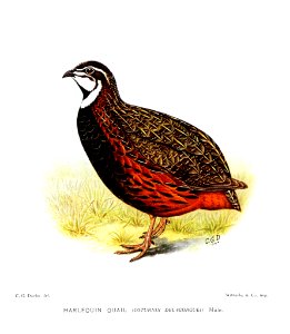 CoturnixDelagorgueiDavies