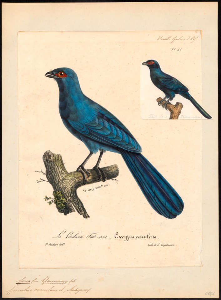 Coua caeruleus - 1825-1834 - Print - Iconographia Zoologica - Special Collections University of Amsterdam - UBA01 IZ18800123