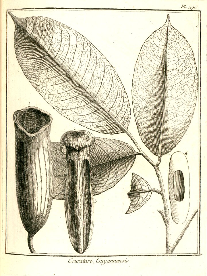 Couratari guianensis Aublet 1775 pl 290