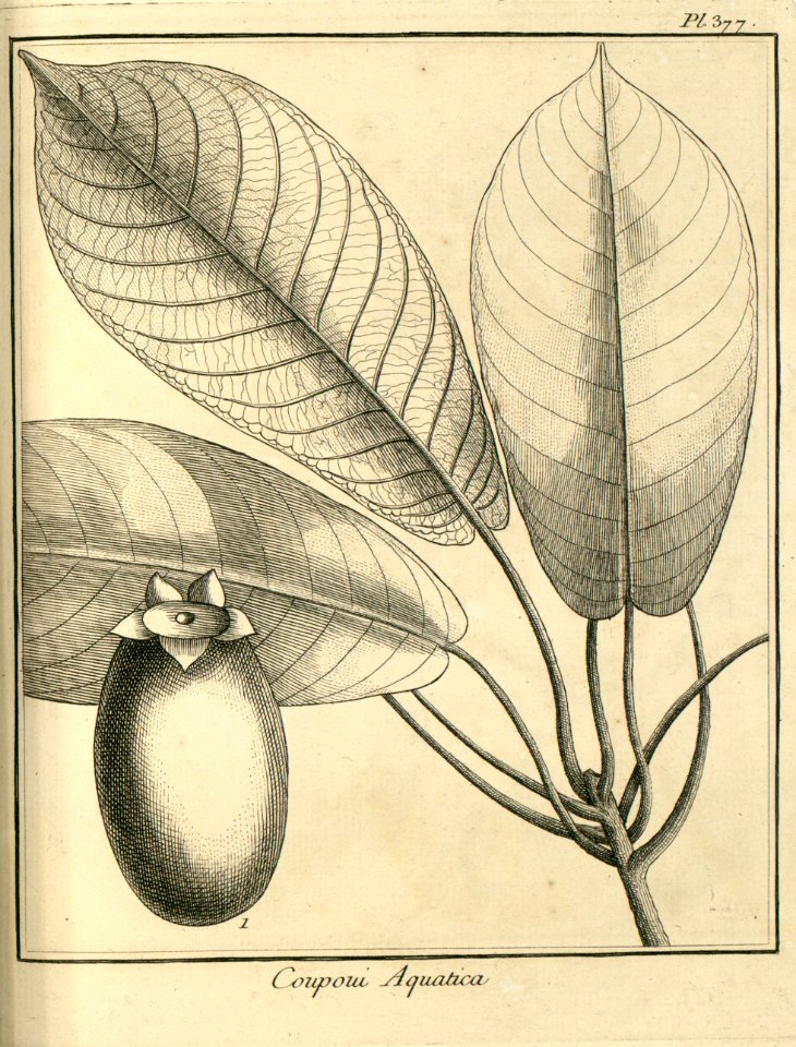 Coupoui aquatica Aublet 1775 pl 377