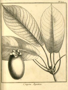 Coupoui aquatica Aublet 1775 pl 377