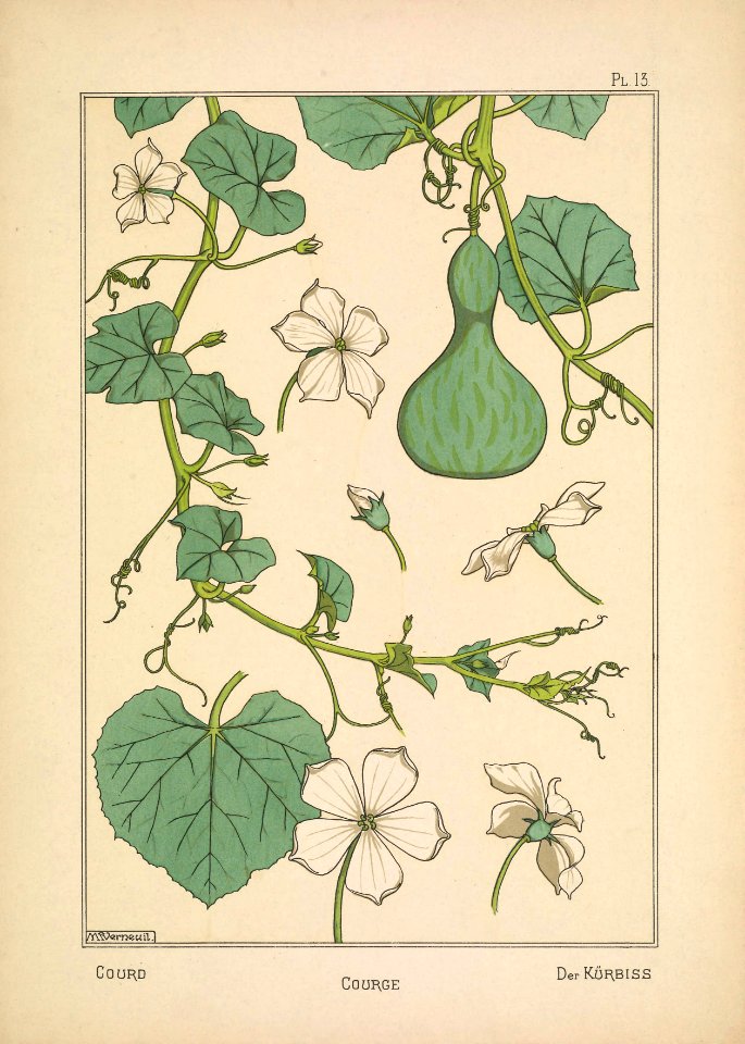 Courge Verneuil Pl 1