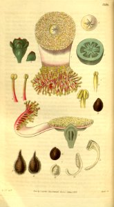 Couroupita guianensis - Curtis' 59 (2, 6) pl. 3159 (1832)