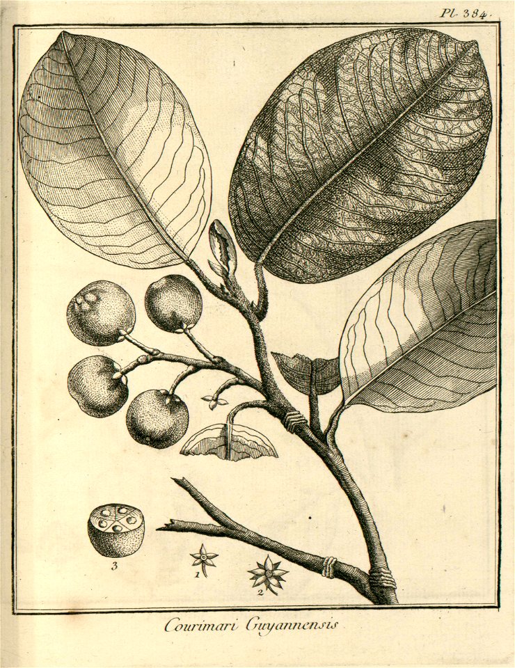 Courimari guianensis Aublet 1775 pl 384