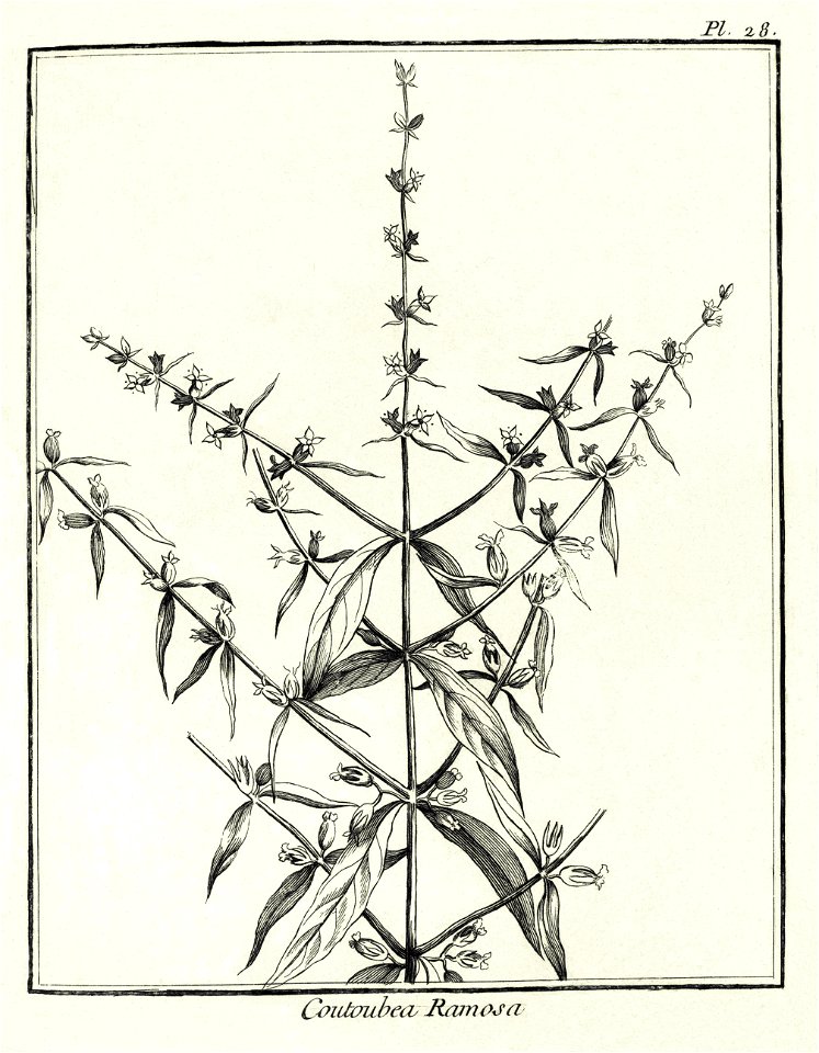 Coutoubea ramosa Aublet 1775 pl 28