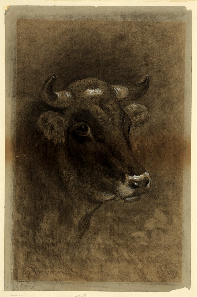 Cow LCCN2004662403
