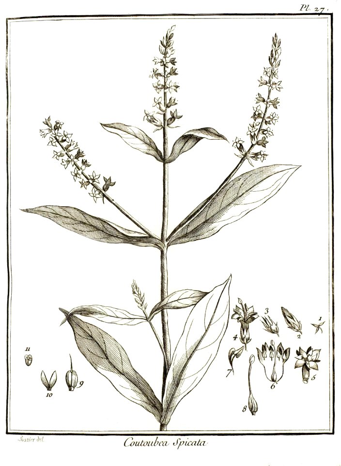 Coutoubea spicata Aublet 1775 pl 27
