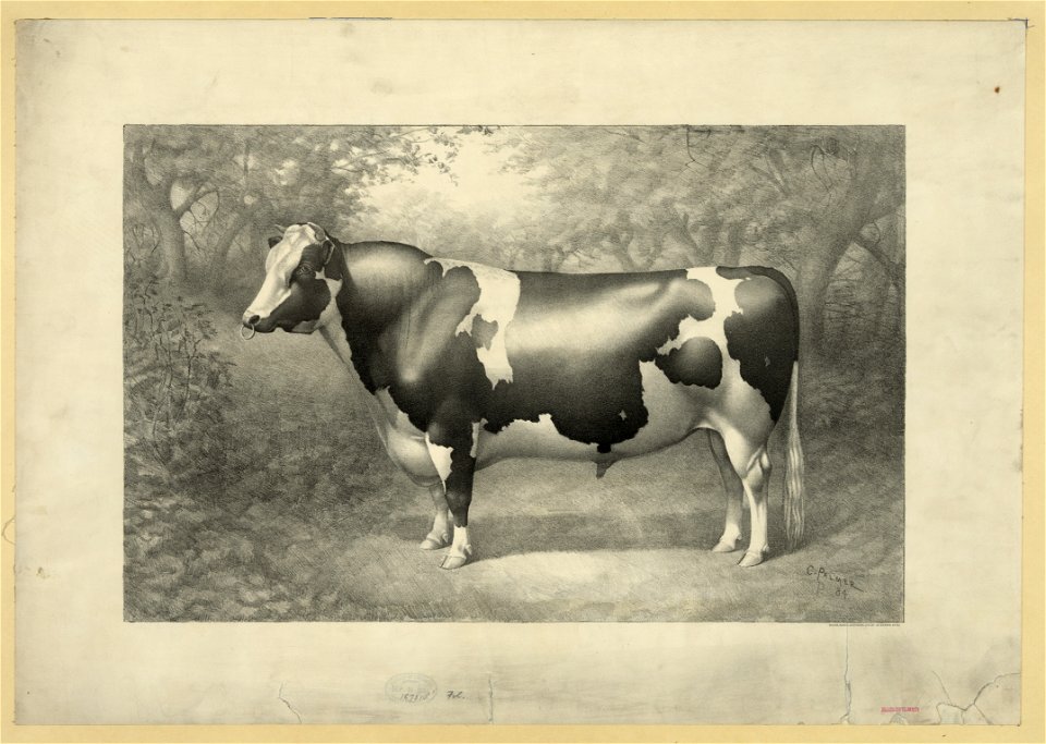 Cow LCCN2003671757