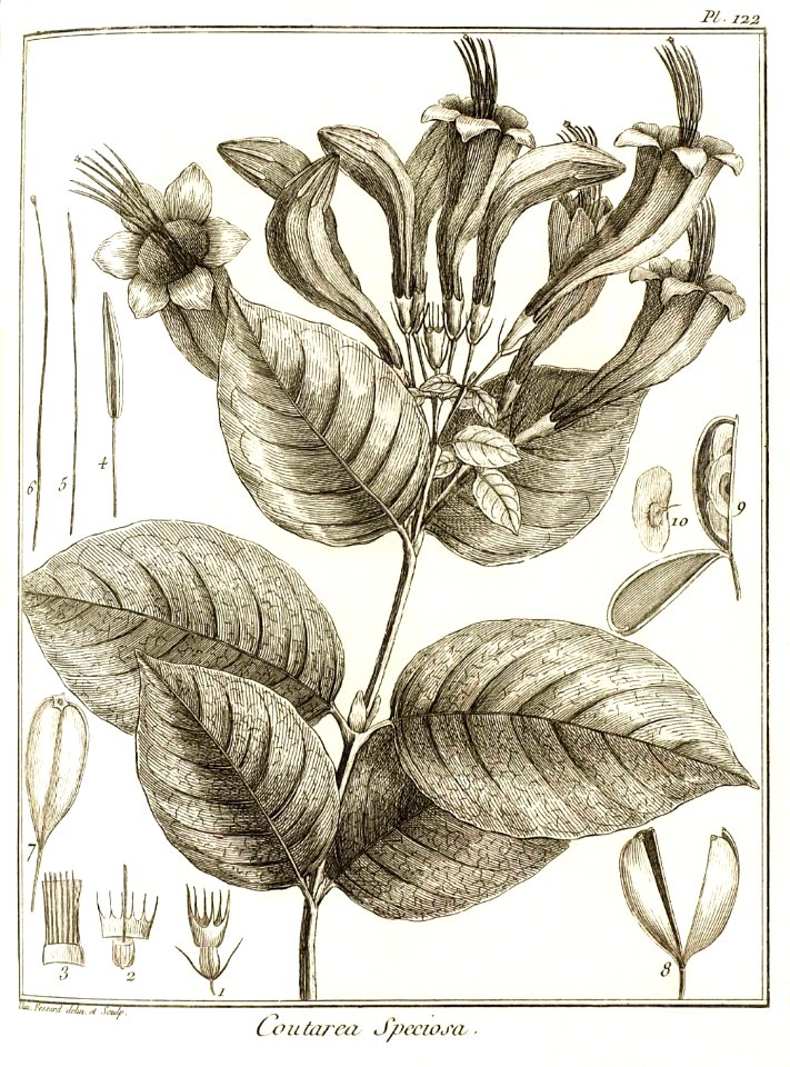 Coutarea speciosa Aublet 1775 pl 122