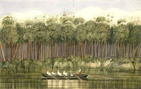 Cowdie forest on the Wairoa River, Kaipara C-025-024
