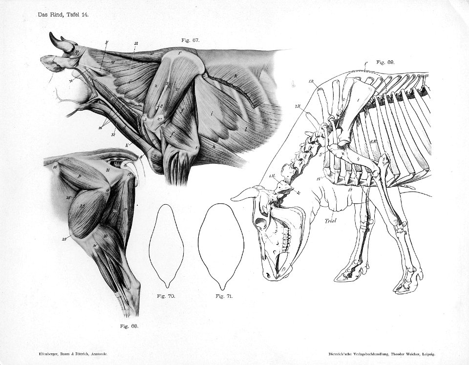 Cow anatomy musculature - Free Stock Illustrations | Creazilla