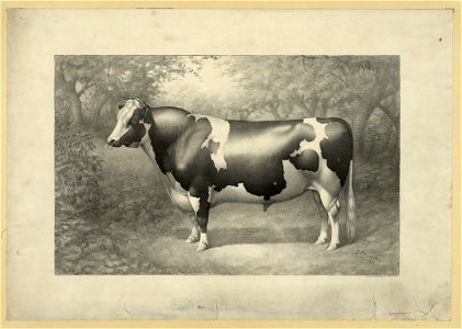 Cow LCCN2003671757