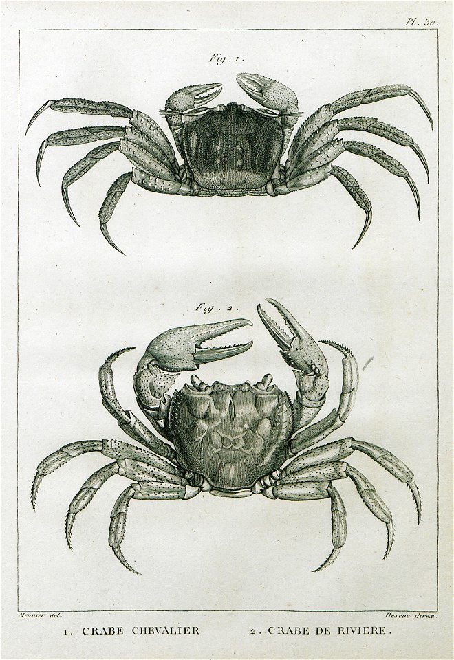 Crabe Chevalier Crabe de Rivière - Olivier Guillaume Antoine - 1801