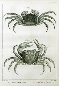 Crabe Chevalier Crabe de Rivière - Olivier Guillaume Antoine - 1801
