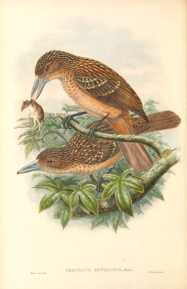 Cracticus rufescens - The Birds of New Guinea