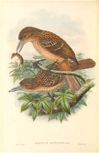 Cracticus rufescens - The Birds of New Guinea