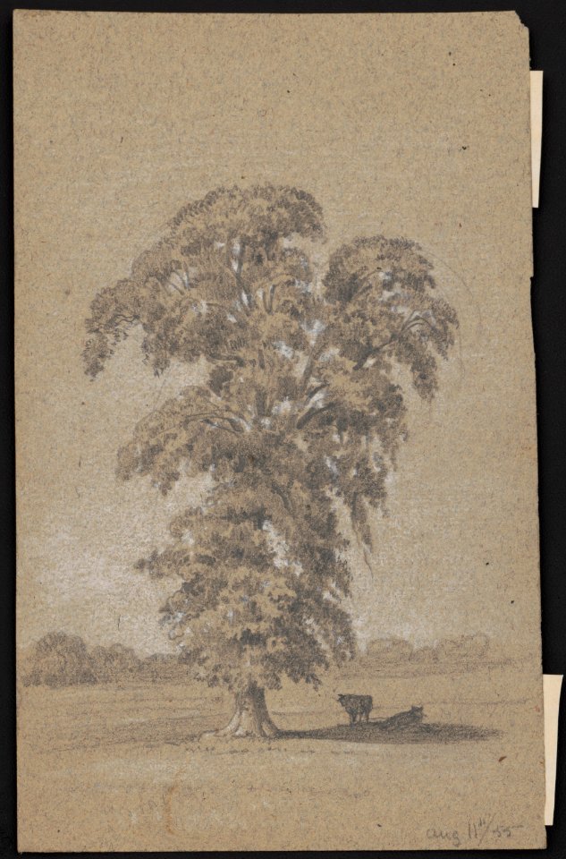 Cows in the shade of a tree LCCN2016645608