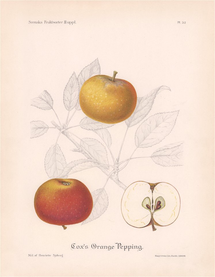 Cox's Orange Pepping H Sjöberg