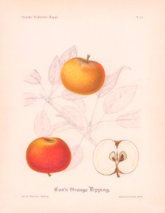 Cox's Orange Pepping H Sjöberg