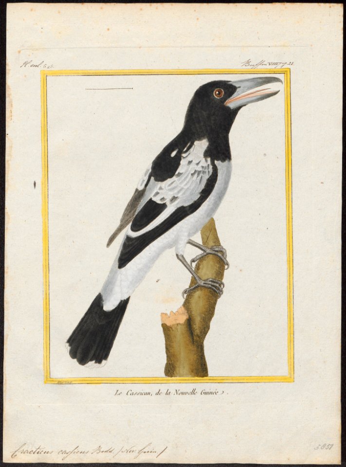 Cracticus cassicus - 1700-1880 - Print - Iconographia Zoologica - Special Collections University of Amsterdam - UBA01 IZ16600309