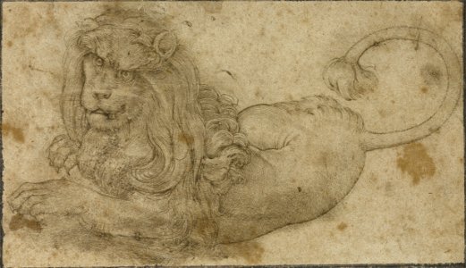 Lucas Cranach d.Ä. - Studie eines Löwen (1509)
