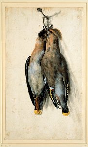 Lucas Cranach the Elder - Two Dead Bohemian Waxwings - Google Art Project. Free illustration for personal and commercial use.