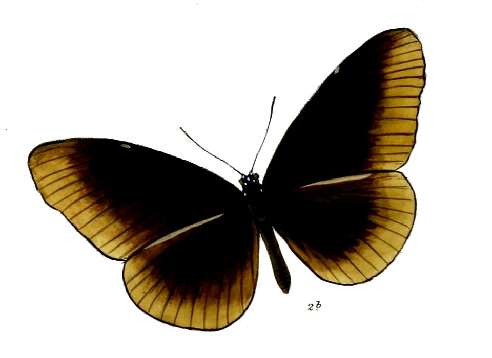 CrastiaCamorta 28 2b