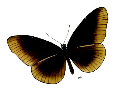 CrastiaCamorta 28 2b