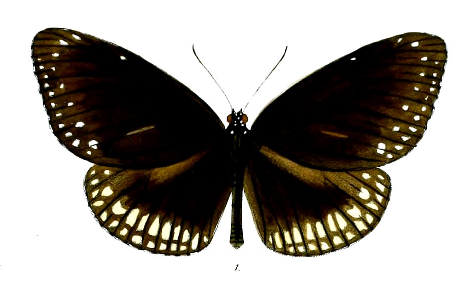 CrastiaLayardii 26 1