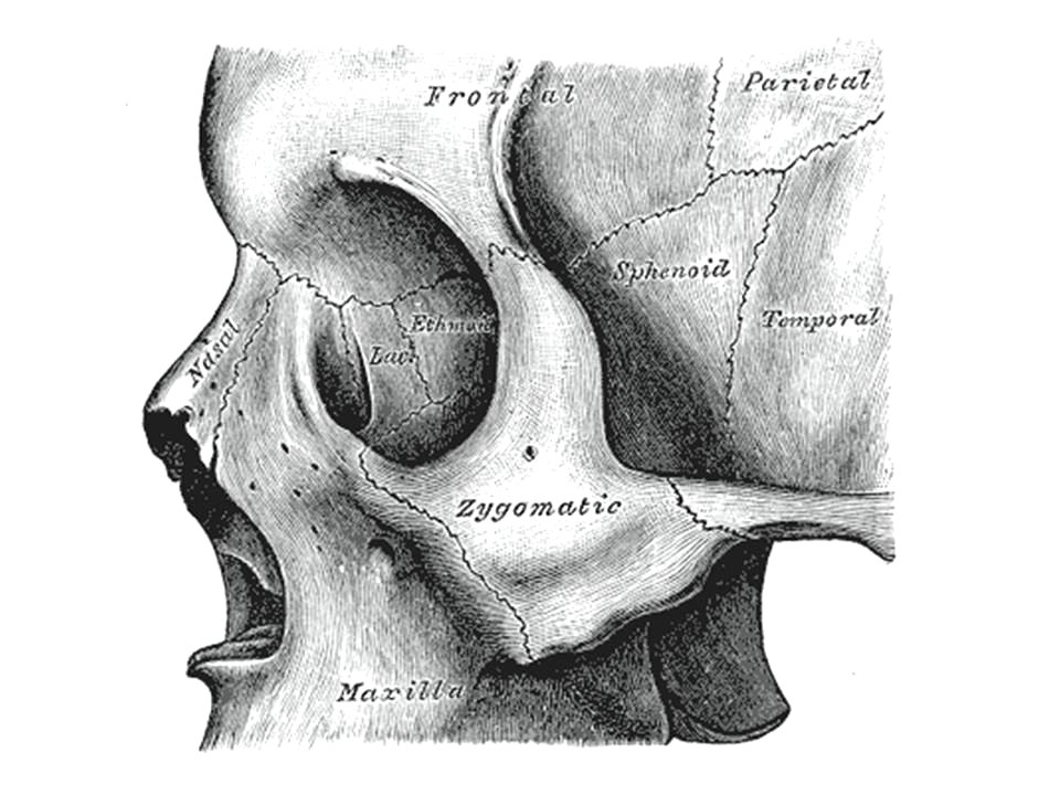 Cranio. Norma laterale. Splancnocranio