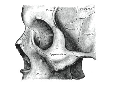 Cranio. Norma laterale. Splancnocranio
