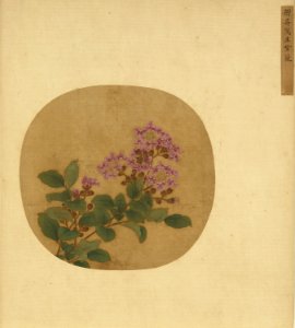 Crape Myrtle Sketched from Life