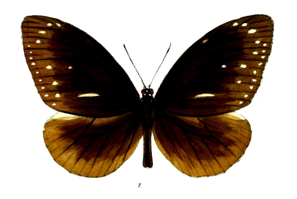 CrastiaFrauenfeldiiM 27 1