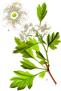 Crataegus monogyna Sturm 08004