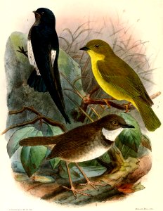 Crateroscelis-MicroecaKeulemans