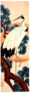 Crane in pine tree at sunrise (5759419006)