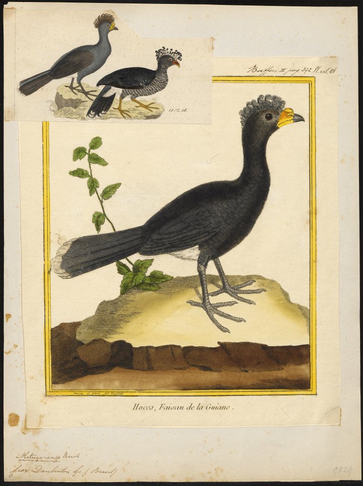 Crax daubentoni - 1700-1880 - Print - Iconographia Zoologica - Special Collections University of Amsterdam - UBA01 IZ16900075