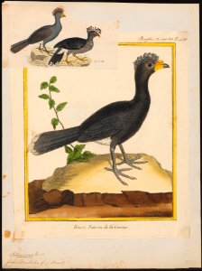Crax daubentoni - 1700-1880 - Print - Iconographia Zoologica - Special Collections University of Amsterdam - UBA01 IZ16900075