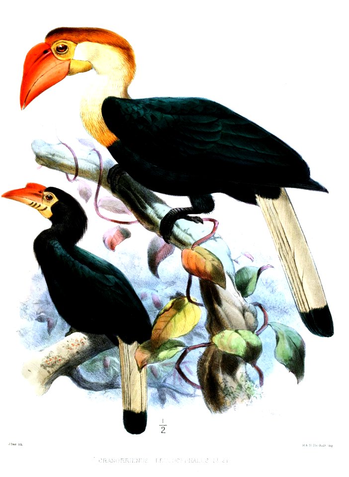 Cranorrhinus Smit